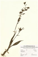 藏品(裸美冠蘭)的圖片